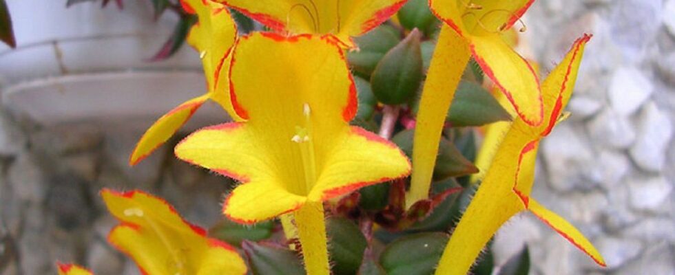 10 ошибок в уходе за колумнеей, из-за которых она не цветет