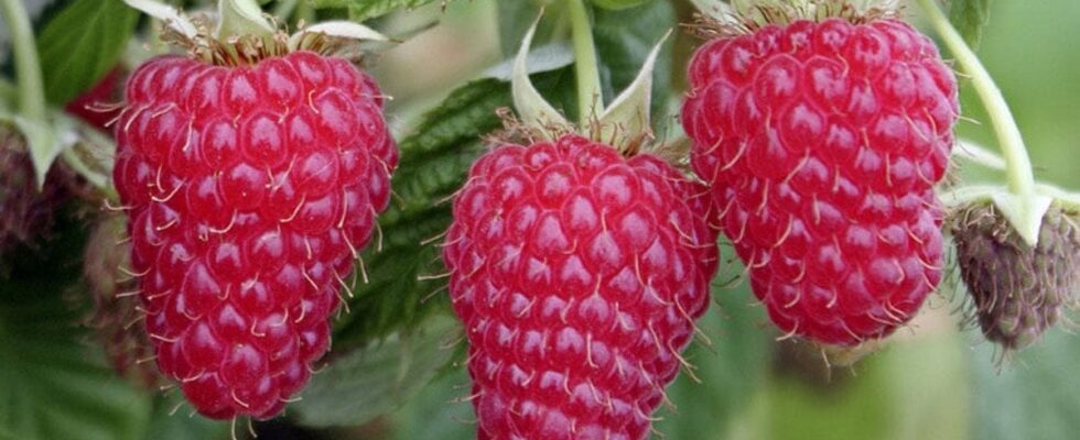 Ремонтантная малина: лучшие сорта для вашего сада