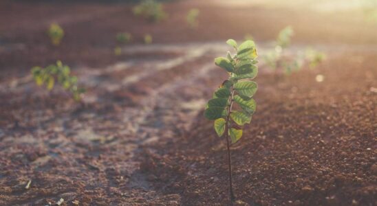 Соль на грядках: когда польза превращается во вред и как это исправить
