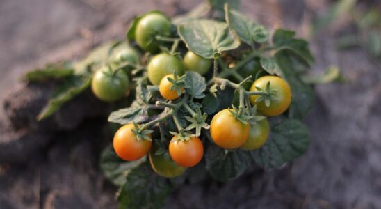 Помидоры по методу Маслова: секреты выращивания и посадки для вашего урожая