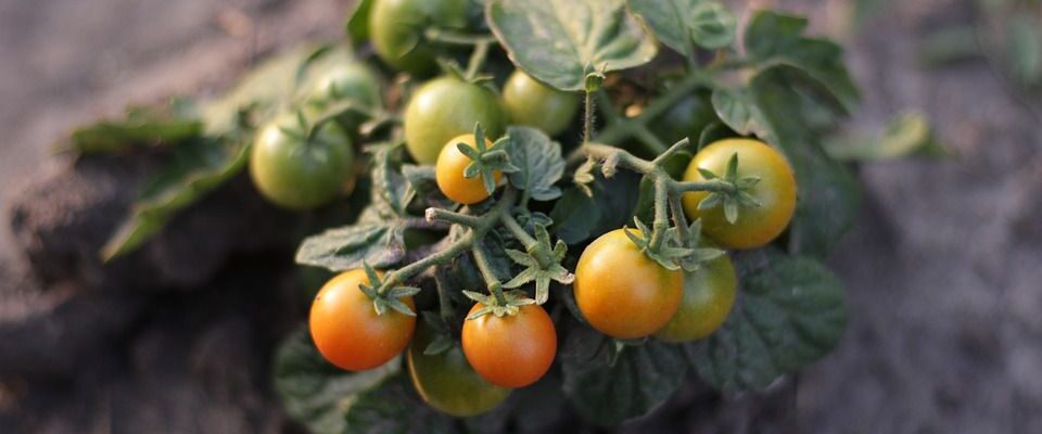 Помидоры по методу Маслова: секреты выращивания и посадки для вашего урожая