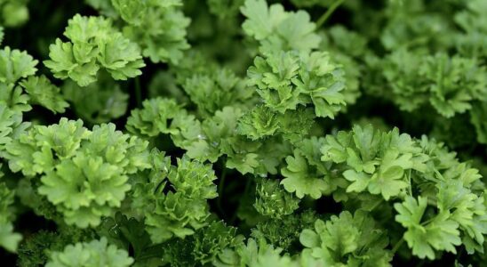 Лучшие сорта петрушки для вашего огорода: секреты выбора и посадки