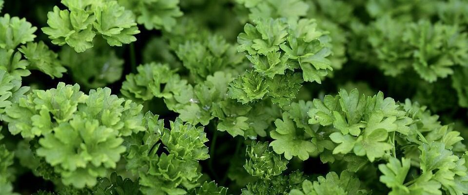 Лучшие сорта петрушки для вашего огорода: секреты выбора и посадки