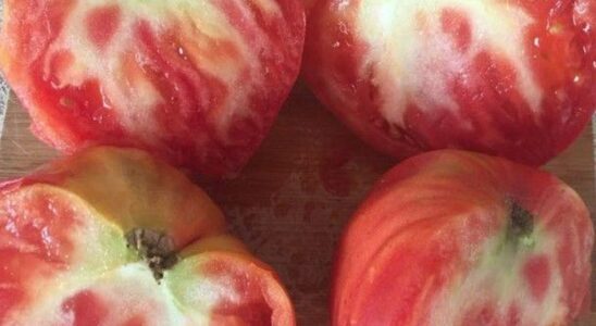 Почему белые прожилки в помидорах портят вкус и как это исправить