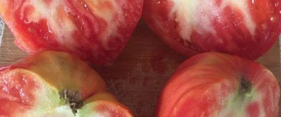 Почему белые прожилки в помидорах портят вкус и как это исправить
