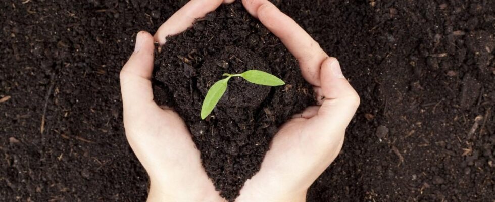 Горчичный жмых для вашего сада: секрет опытных дачников