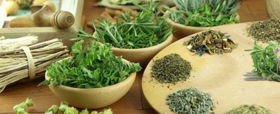 Зелень молодости: секреты диетологов для сохранения красоты и здоровья