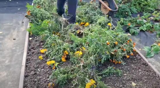 Чернобривцы после цветения: секреты обогащения почвы питательными веществами