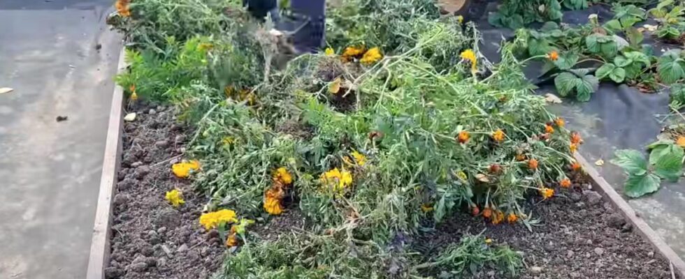 Чернобривцы после цветения: секреты обогащения почвы питательными веществами