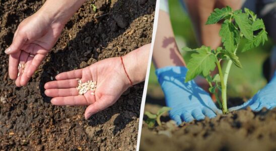 Дачный сезон: успейте посадить урожай до конца мая