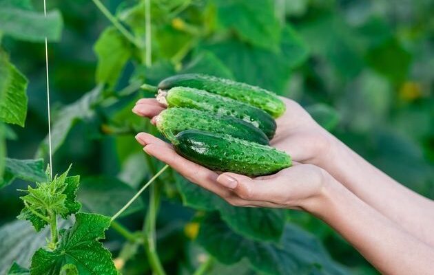 Лайфхаки для урожайных огурцов: проверенные народные методы