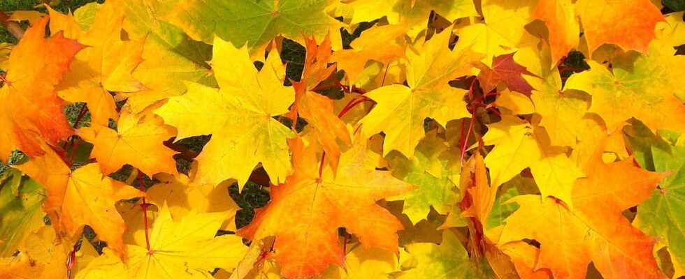 Осенний сбор листьев: секреты опытных огородников и лайфхаки для сада