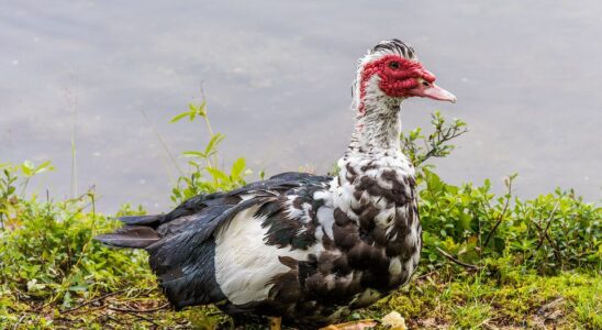Выгодное хобби: Разведение индоуток на даче для начинающих