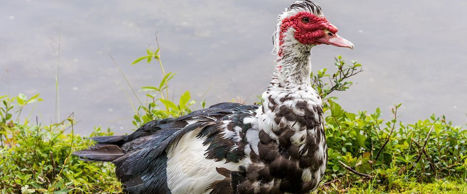 Выгодное хобби: Разведение индоуток на даче для начинающих