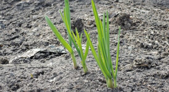 Удобрение чеснока в апреле: секреты обильного урожая