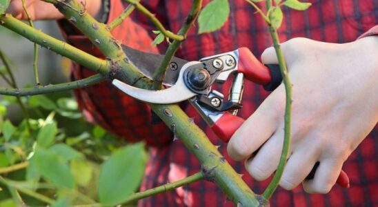 Секреты обрезки роз: когда и как правильно подрезать для пышного цветения