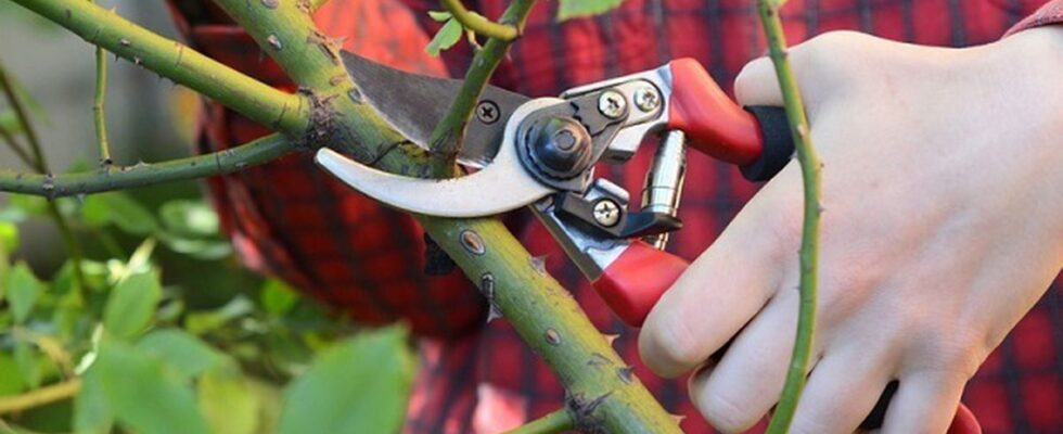 Секреты обрезки роз: когда и как правильно подрезать для пышного цветения