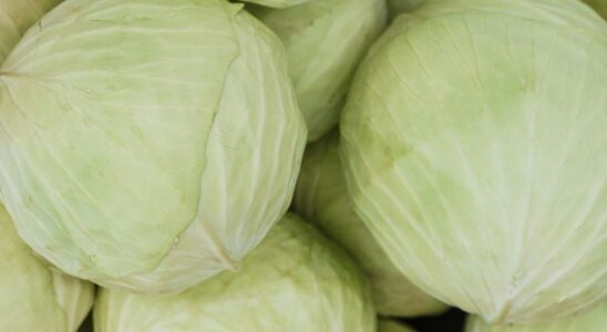 Как правильно собрать и сохранить капусту на зиму: советы опытных дачников