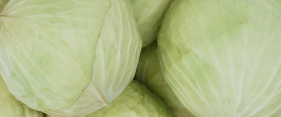 Как правильно собрать и сохранить капусту на зиму: советы опытных дачников
