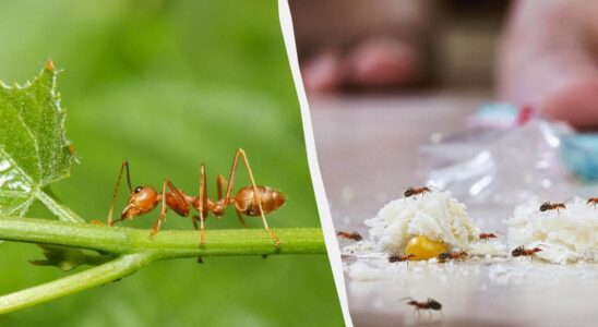 Как избавиться от муравьев: эффективные методы для дома и сада