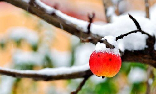 Осенние хлопоты на даче: что успеть, пока не зима