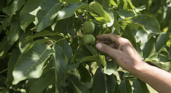 Не рубите грецкий орех во дворе: 5 причин сохранить дерево
