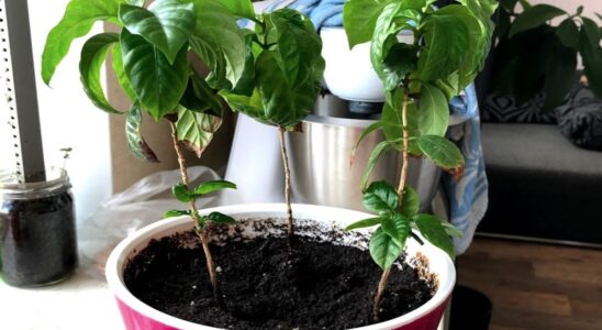 Домашний сад: как вырастить экзотическое кофейное дерево и украсить интерьер