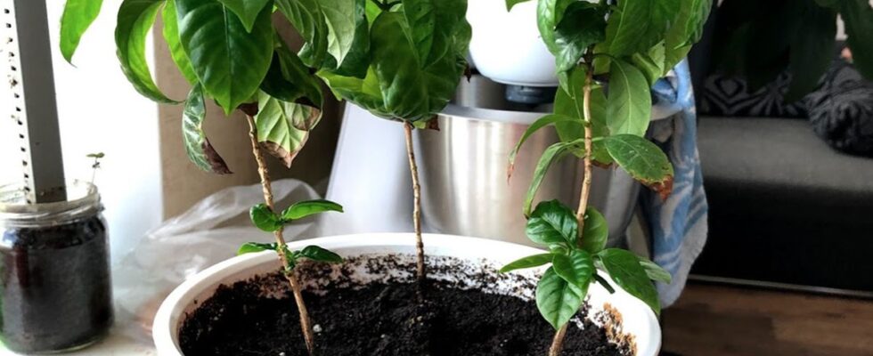 Домашний сад: как вырастить экзотическое кофейное дерево и украсить интерьер