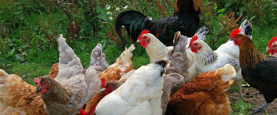 Куриный помет как удобрение: секреты урожая для вашего сада