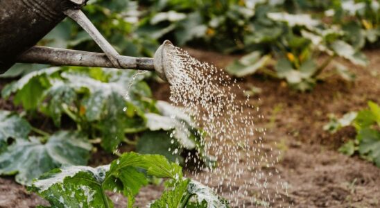 Секреты идеального полива: как ухаживать за растениями, чтобы они пышно цвели