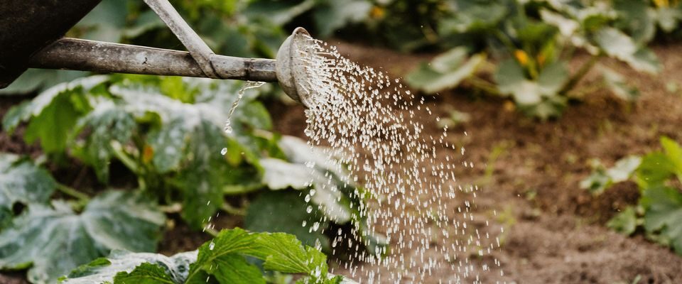 Секреты идеального полива: как ухаживать за растениями, чтобы они пышно цвели