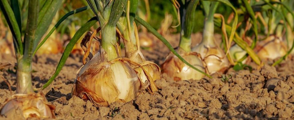 Секреты пышного урожая: как поливать лук на даче для максимального результата