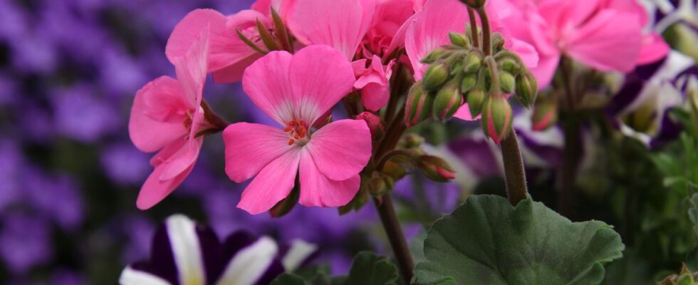 Герань: секреты пышного цветения от новичка до эксперта
