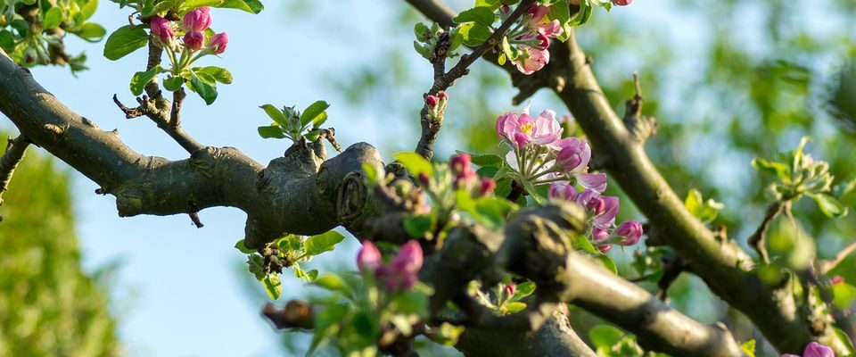 Как спасти свой сад: опасные болезни плодовых и как с ними бороться