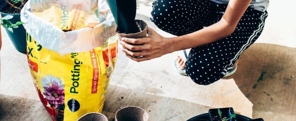 Секреты выбора идеального грунта для рассады: полный гид