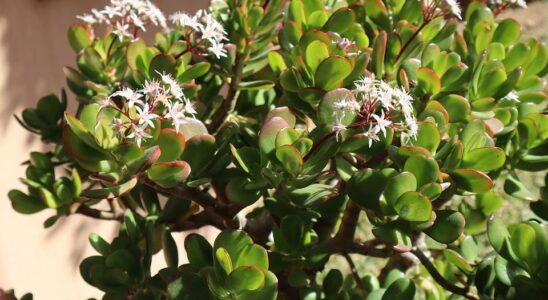 Лайфхаки для выбора идеального горшка для суккулентов