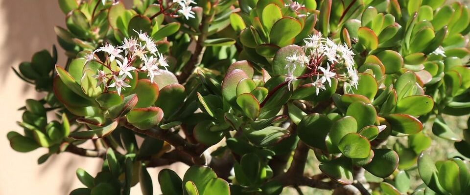 Лайфхаки для выбора идеального горшка для суккулентов