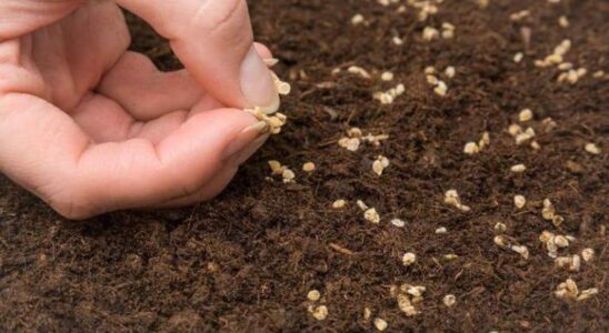 Посев томатов под зиму: стоит ли рисковать и когда это делать