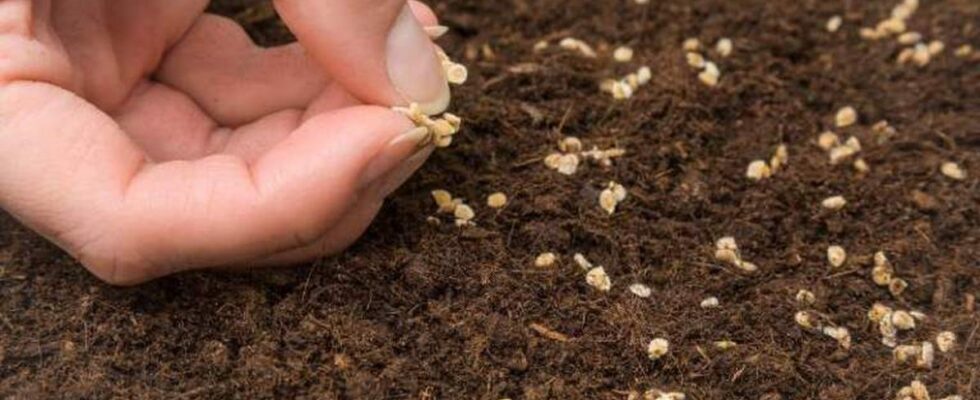 Посев томатов под зиму: стоит ли рисковать и когда это делать