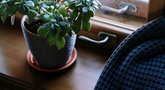 Шесть ошибок в уходе за денежным деревом, которых стоит избегать дома