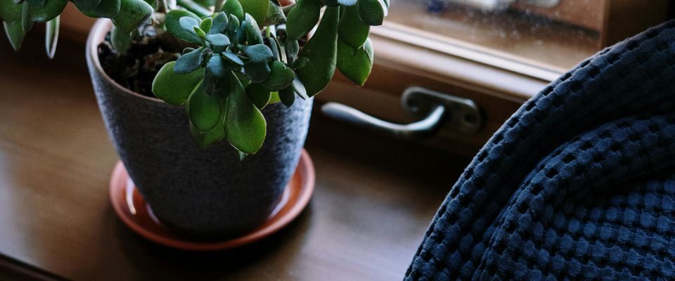 Шесть ошибок в уходе за денежным деревом, которых стоит избегать дома