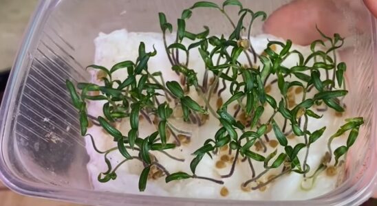 Лайфхаки для дачи: как вырастить помидоры мечты