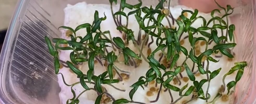 Лайфхаки для дачи: как вырастить помидоры мечты