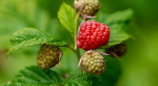 Как правильно обрезать малину в июне: советы для богатого урожая