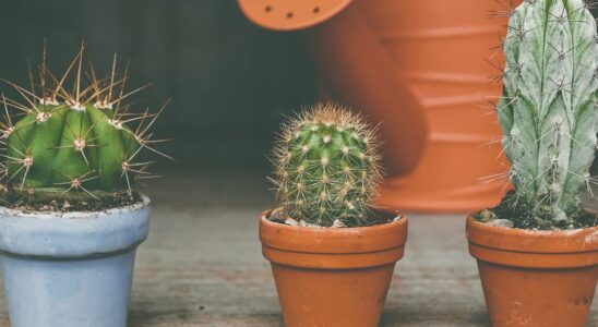 Почему кактус не цветет: секреты ухода для пышного цветения