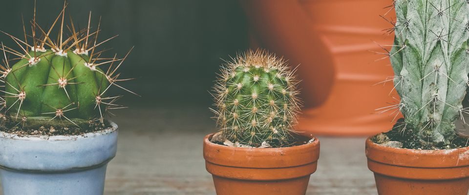 Почему кактус не цветет: секреты ухода для пышного цветения