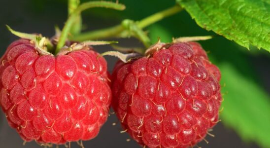 Урожай малины: секреты обильного плодоношения с помощью доступных удобрений