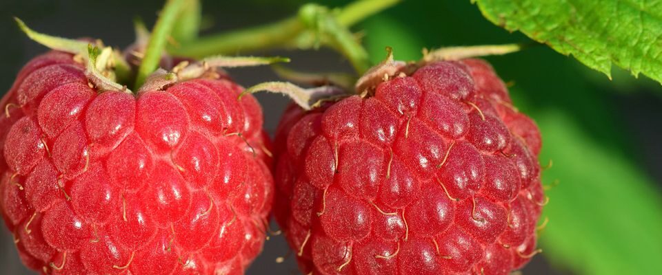 Урожай малины: секреты обильного плодоношения с помощью доступных удобрений