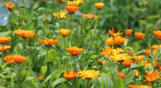 Календула: природная сила для красоты и здоровья — советы Stillpro.ru