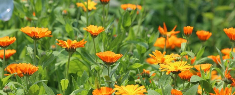 Календула: природная сила для красоты и здоровья — советы Stillpro.ru